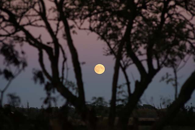 Mond hinterm Baum