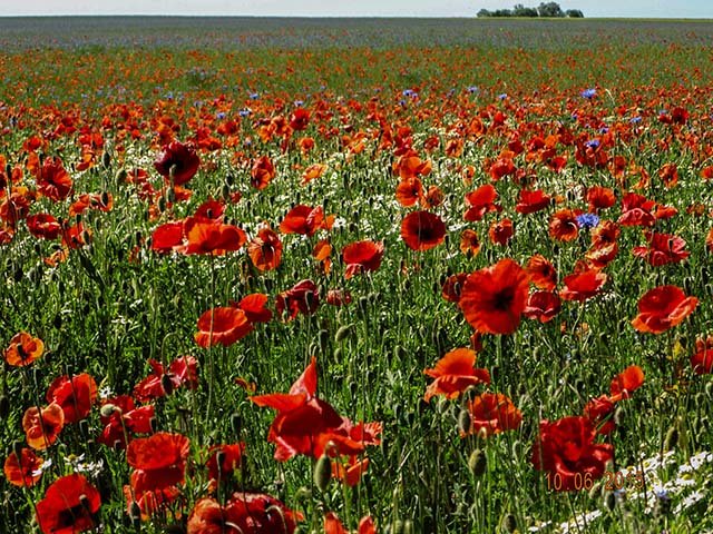 Mohn